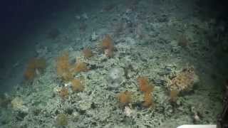 First footage of new Irish deepwater coral reefs [upl. by Okiron497]