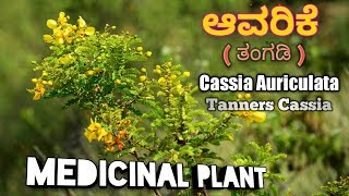 ಆವರಿಕೆ Tanners Cassia Avaram Cassia Auriculata [upl. by Cocke385]