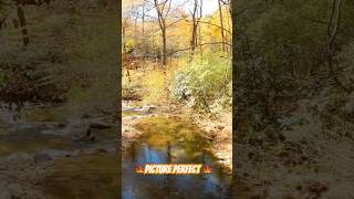 Brevard North Carolina Beauty 🍁mtb mountainbiking fallcolors brevard northcarolina shorts [upl. by Philip373]