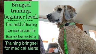 Bringsel training beginner level  item retrieval training  full uncut training session [upl. by Stalker]