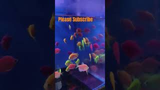 Tetra fish Informationglofishtetra glowfish fish fishtank shagoldenaquariumpetspetcare music [upl. by Anairad]