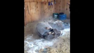 How we use Diatomaceous Earth for our Donkeys  Bonus video  How Donkeys Play [upl. by Clapper904]