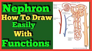 How to Draw Nephron Structure amp Functions  Class 10th  Science [upl. by Toddy975]