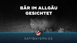 Bär im Ostallgäu gesichtet Landesamt für Umwelt sucht nach Spuren [upl. by Marijo517]