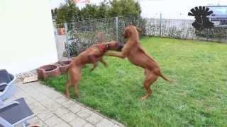 Rhodesian Ridgebacks  rough play  ATTACK [upl. by Deelaw686]