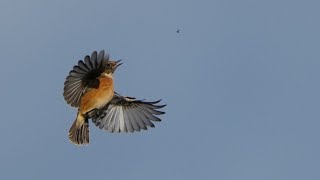 stonechat catching insects birds wildbirdphotography nature [upl. by Teador278]