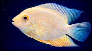 Gold Severum Cichlid Tank Mates [upl. by Inahteb]