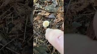 Mycetinus opacus fungi fungus [upl. by Jehovah]