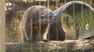 Binturongs welcomed as new additions at ZooTampa [upl. by Nisbet575]