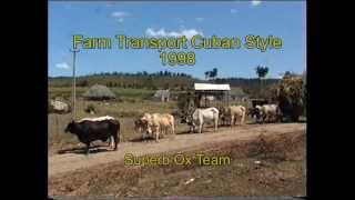 Amazingly well trained team of 10 Oxen in Cuba 1998 [upl. by Squier594]