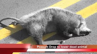 Possum Drop  Brasstown NC lowers dead animal on New Years Eve [upl. by Ontina]