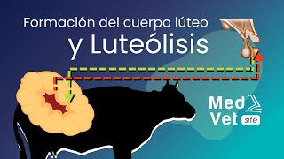 Cuerpo Lúteo  Luteólisis  PGF2alfa  Oxitocina En la Vaca [upl. by Disario]