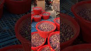 Indian Sherbet Berry  Falsa Fruit Market Punjab  Phalsa [upl. by Afatsom]