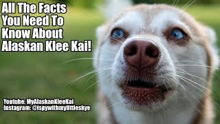 Alaskan Klee Kai Puppy Essentials  How To Prepare For Your Mini Husky [upl. by Calendre250]