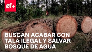 N FOCUS Unen fuerzas para frenar tala ilegal y salvar al quotGran Bosque de Aguaquot  En Punto [upl. by Enaid]