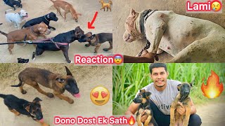 Chintu Or Uska Chote Dost Ko Ek Sath Le Gye😍 Chota Packet Vs Chota Chintu😨 Lami Ko Kya Hua😢 [upl. by Strep562]