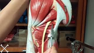 TeachMeEXCI  Lateral Rotators [upl. by Eluk]