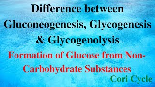 Gluconeogenesis Glycogenesis amp Glycogenolysis  Formation of Glucose from NonCarbohydrates [upl. by Naniac]