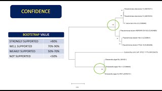 How To Analyze Phylogenetic Trees  Interpret Bootstrap Values and Sequence Divergence 👨🏻‍💻🧬 [upl. by Nassi490]