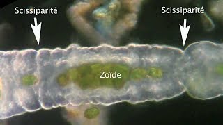 les protozoaires  mode de vie suite [upl. by Brigitta]