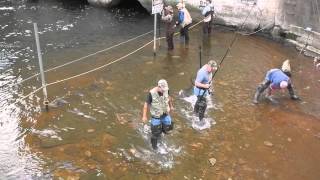 Salmon Snagging Oak Orchard Dam [upl. by Whitford95]