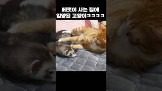 페럿이 사는 집에 입양 된 고양이 ㅋㅋㅋㅋ [upl. by Gerri468]