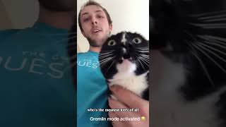 Cats Just Being Cats – Pure Chaos 🐱✨ cat funny funnyvideo pets memes funnycats subscribe [upl. by Nikolas]