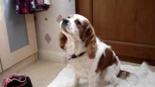 My Cavalier King Charles Spaniel Charliesinginghowling and wagging his tail [upl. by Epp]