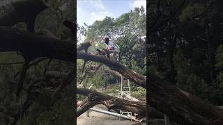 Balancing act while cutting branch of trees fallentree trunks blocking treebranch cutting [upl. by Leodora105]