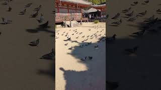 Pigeons at Jodoji Temple in Onomichi [upl. by Sida]