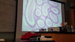 Testes Histology 02 [upl. by Cilegna545]