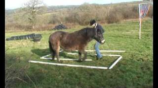 Horse Agility Starter Course 1 [upl. by Yug491]