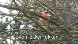 Goudvink in tuin 2010 bullfinch Pyrrhula pyrrhula [upl. by Osugi]