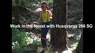 Work in the forest HUSQVARNA 266 SG x Larix decidua [upl. by Alesiram]