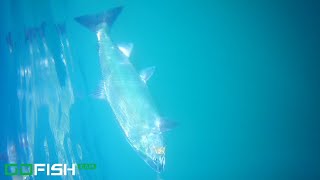 Edmonds Coho Fishing September 2024  Down Rigger Catches Salmon and Underwater Footage [upl. by Rednaeel]