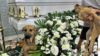 Full video of my mom’s dog grieving 😭 dogsbestfriend bestdog unothedog [upl. by Aset]