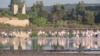 Danza dei Fenicotteri Rosa a Salina dei Monaci Torre Colimena [upl. by Desimone]