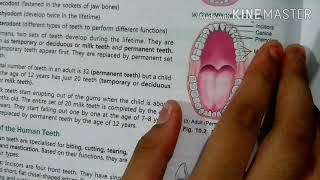 chapter 10 DENTITION EXPLANATION  biology class 9th [upl. by Esiuole787]