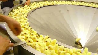 Incredible Broiler Chicken Farming  Poultry Farm Amazing Modern Chicks Poultry Farming Technology [upl. by Vizzone719]