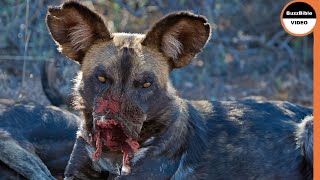 When Wild Dogs Get What They Deserve [upl. by Merdith]