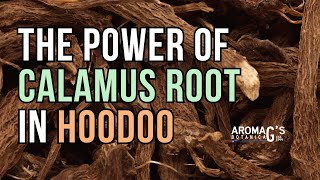 The Enigmatic Power of Calamus Root in Hoodoo and Folk Magic [upl. by Adlihtam778]