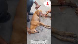 Injured Dog treatment by Animal Helpline team of quotJivdaya Sarvar Kendraquot dog rescue viralvideo [upl. by Dovev519]