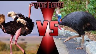 Ostrich vs Cassowary [upl. by Corrianne]