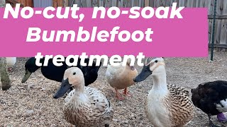 How to treat bumblefoot without soaking or cutting [upl. by Aikram]