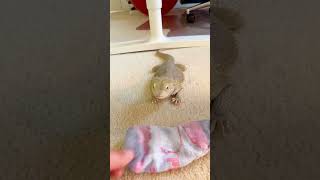 Bearded Dragon Is Obsessed With This One Sock  The Dodo [upl. by Martens]