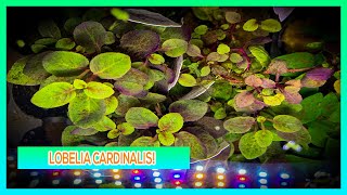 LOBELIA CARDINALIS  AQUARIUM PLANT CARE GUIDE [upl. by Ayhtak]