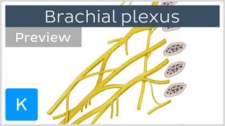 All About the Brachial Plexus preview  Human Anatomy  Kenhub [upl. by Ahsier]