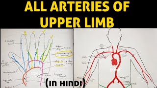 Arteries of Upper Limb  Axillary Artery  Brachial Artery  Ulnar Artery  Radial Artery [upl. by Nwahc]