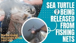 A young loggerhead sea turtle Caretta caretta being released from fishing nets [upl. by Aronael]