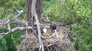 Eagle brings in Baby Hawk  The Evidence eagle hawk wildlife [upl. by Alberta]